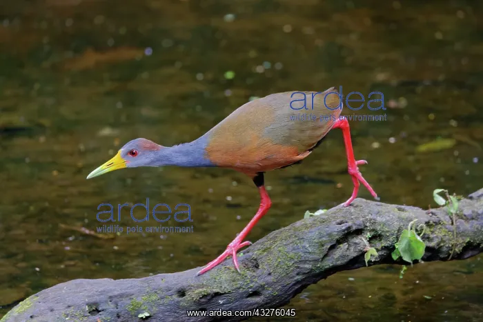 : Russet-naped Wood Rail Aramides albiventris Sarapiqui, Costa : Russet-naped Wood Rail Aramides albiventris Sarapiqui, Costa
