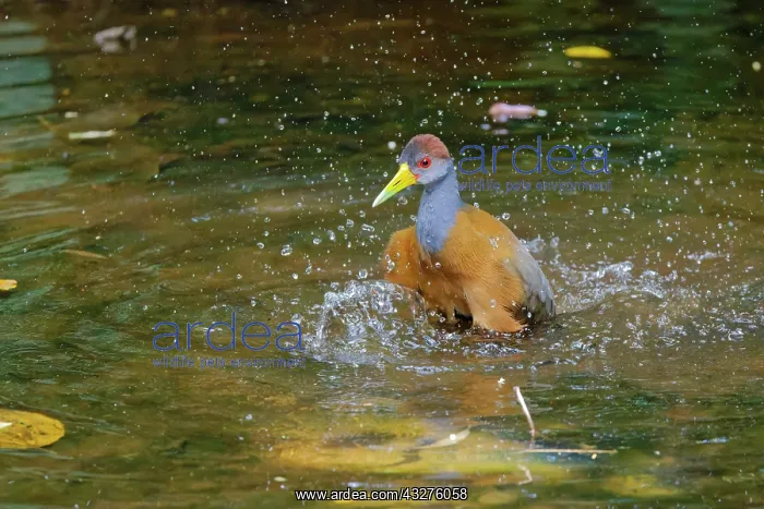 : Russet-naped Wood Rail - washing Aramides albiventris Sarapi : Russet-naped Wood Rail - washing Aramides albiventris Sarapi