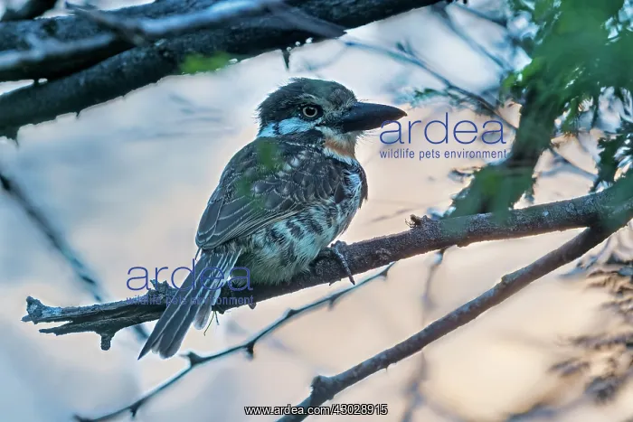 : Russet-throated Puffbird, Guajira Peninsula, Colombia : Russet-throated Puffbird, Guajira Peninsula, Colombia