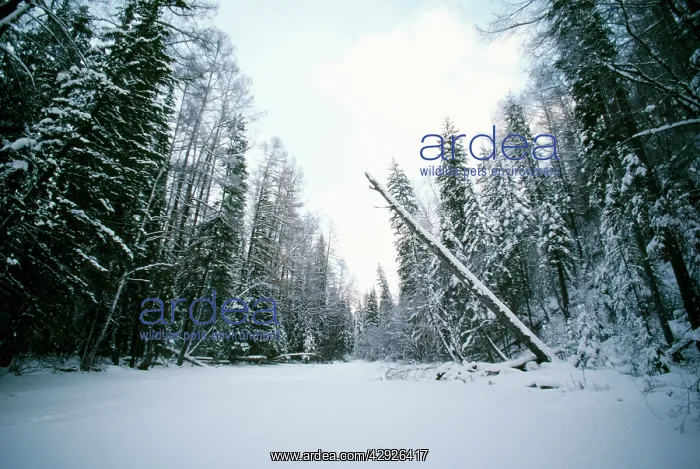 : Russia. Abakah Schusensky Wild Reserve, Siberia : Russia. Abakah Schusensky Wild Reserve, Siberia