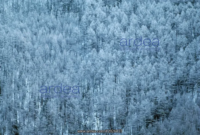: Russia. Schusensky Wild Reserve, Abakah, Siberia : Russia. Schusensky Wild Reserve, Abakah, Siberia