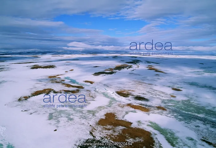 : RUSSIA - Arctic tundra, melting snows, tundra of : RUSSIA - Arctic tundra, melting snows, tundra of