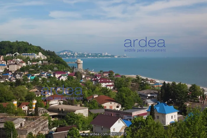 : Russia, Black Sea Coast, Sochi-area, Dagomys : Russia, Black Sea Coast, Sochi-area, Dagomys