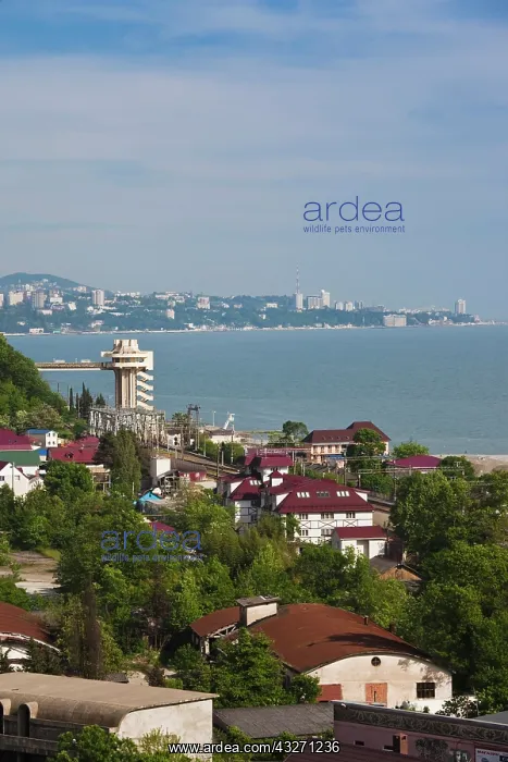 : Russia, Black Sea Coast, Sochi-area, Dagomys : Russia, Black Sea Coast, Sochi-area, Dagomys