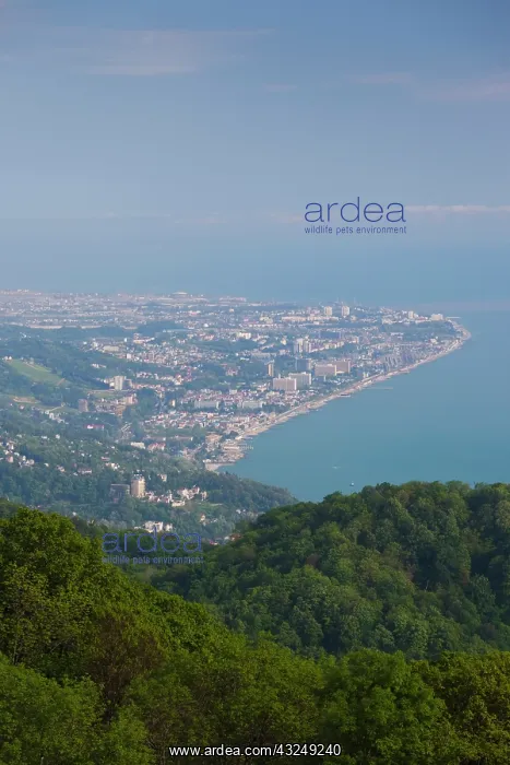 : Russia, Black Sea Coast, Sochi, elevated : Russia, Black Sea Coast, Sochi, elevated