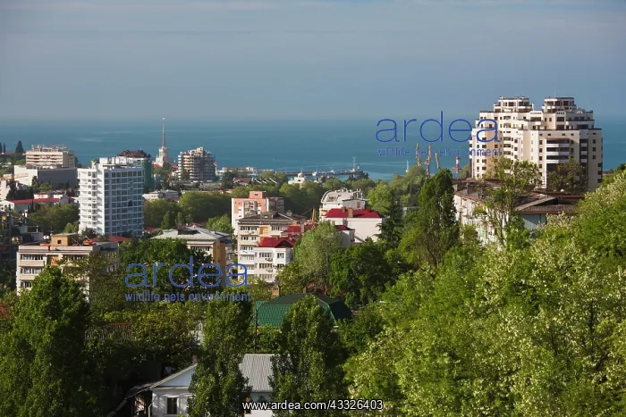 : Russia, Black Sea Coast, Sochi, elevated : Russia, Black Sea Coast, Sochi, elevated
