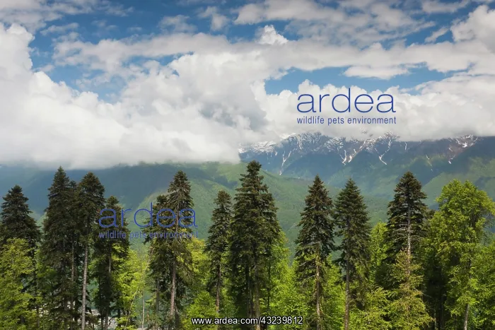 : Russia, Caucasus Mountains, Sochi Area : Russia, Caucasus Mountains, Sochi Area