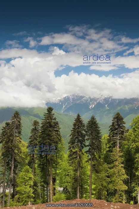 : Russia, Caucasus Mountains, Sochi Area : Russia, Caucasus Mountains, Sochi Area