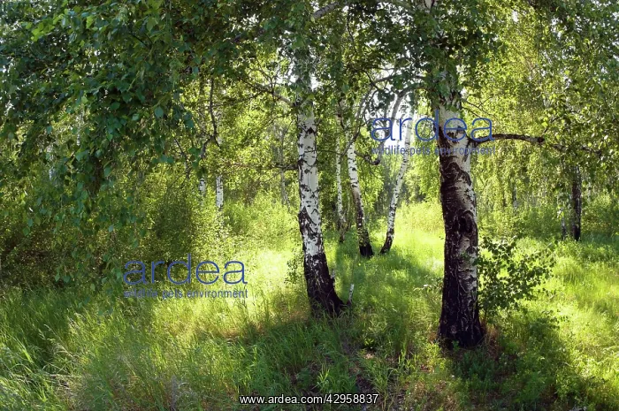 : Russia - a compact woods kolok ('kolki for plural) : Russia - a compact woods kolok ('kolki for plural)