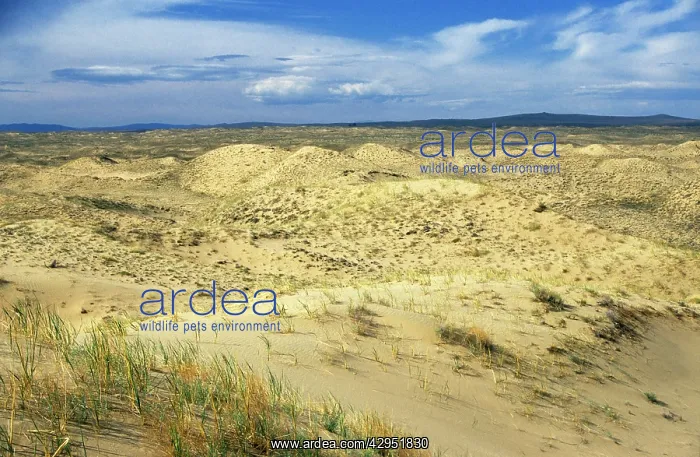 : Russia - dunes of Tsuger-Als Sands: ancient alluvial : Russia - dunes of Tsuger-Als Sands: ancient alluvial
