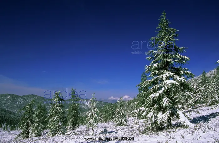 : Russia - Fir Trees and Spruces after a snowfall : Russia - Fir Trees and Spruces after a snowfall