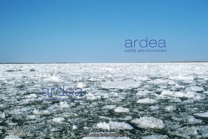 : Russia - ice floes : Russia - ice floes