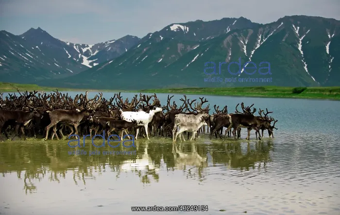 : Russia, Kamchatka Peninsula, Russian Far : Russia, Kamchatka Peninsula, Russian Far