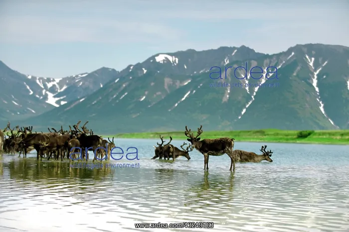 : Russia, Kamchatka Peninsula, Russian Far : Russia, Kamchatka Peninsula, Russian Far