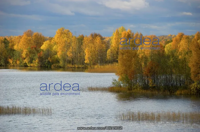 : Russia, Karelia, Lake Onega shoreline, RESTRICTED: : Russia, Karelia, Lake Onega shoreline, RESTRICTED: