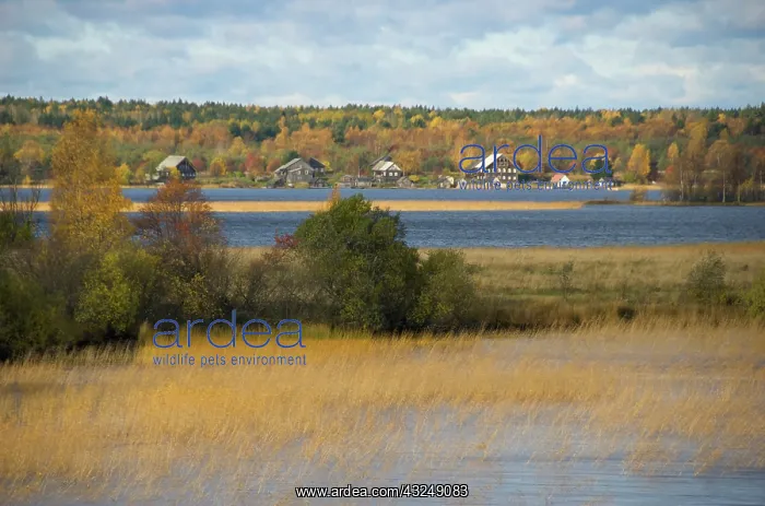 : Russia, Karelia, Lake Onega shoreline, RESTRICTED: : Russia, Karelia, Lake Onega shoreline, RESTRICTED: