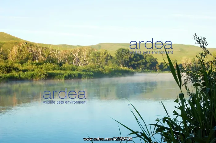 : Russia - Morning mist over river Sakmara - a tributary : Russia - Morning mist over river Sakmara - a tributary