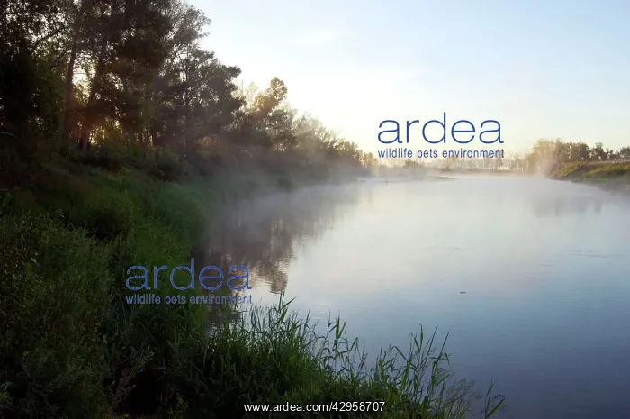 : Russia - morning mist at a sunrise on a river Sakmara : Russia - morning mist at a sunrise on a river Sakmara