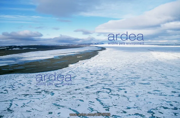 : Russia - North East Siberia, Wrangle Island, with pack ice : Russia - North East Siberia, Wrangle Island, with pack ice
