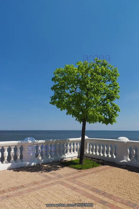 : Russia, Saint Petersburg, Peterhof, Gulf : Russia, Saint Petersburg, Peterhof, Gulf