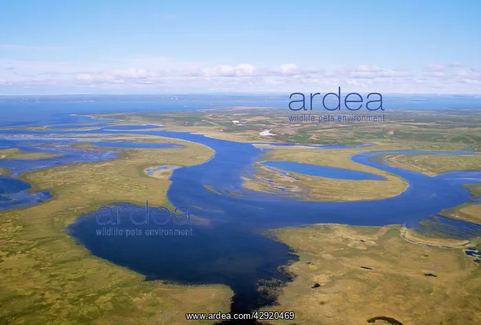 : RUSSIA - semi-tundra aerial view of taiga : RUSSIA - semi-tundra aerial view of taiga