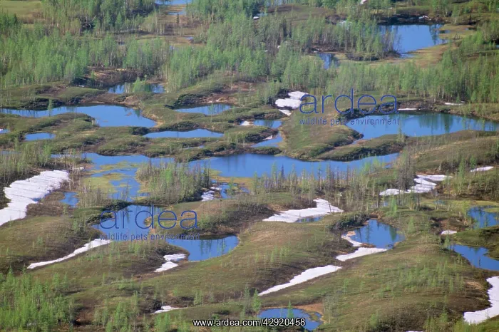 : RUSSIA - semi-tundra. Lakes and melting snow, aerial : RUSSIA - semi-tundra. Lakes and melting snow, aerial