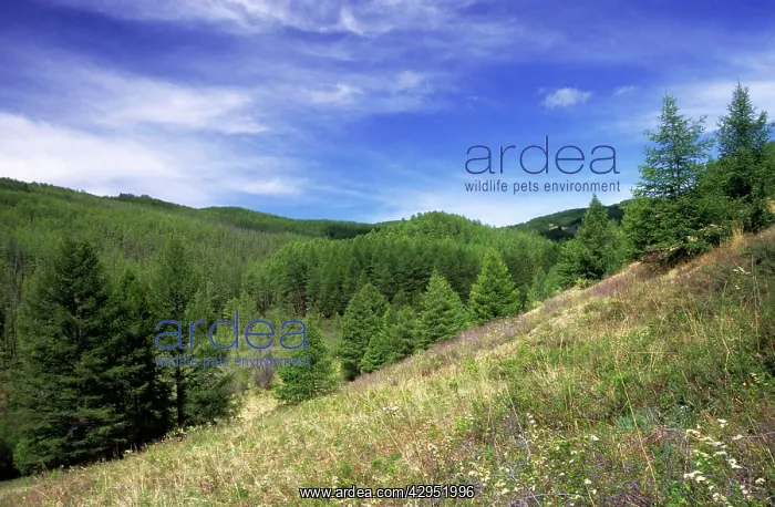 : Russia - small grassy clearings on slopes of Sengilen : Russia - small grassy clearings on slopes of Sengilen