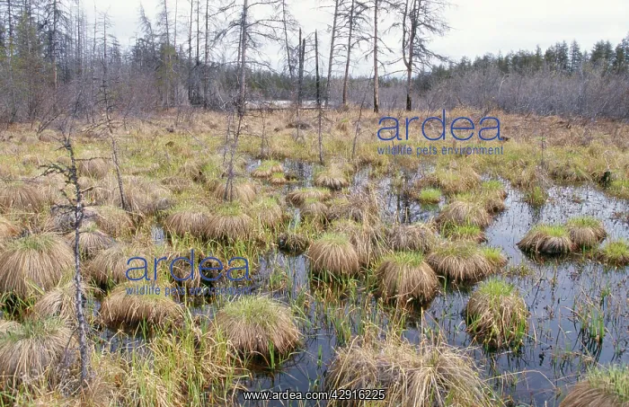 : Russia - Taiga Forest : Russia - Taiga Forest