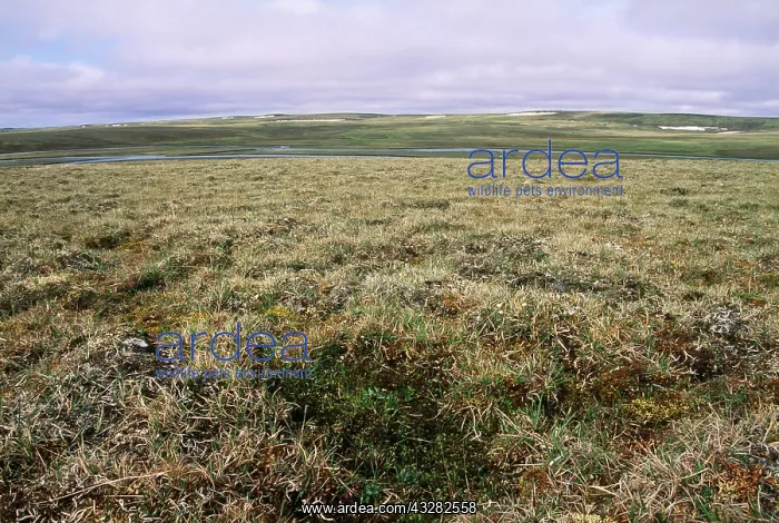 : RUSSIA -TAIMYR Penninsula, View of Tundra : RUSSIA -TAIMYR Penninsula, View of Tundra