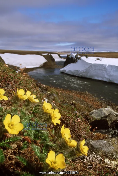 : RUSSIA - Tundra flowers : RUSSIA - Tundra flowers