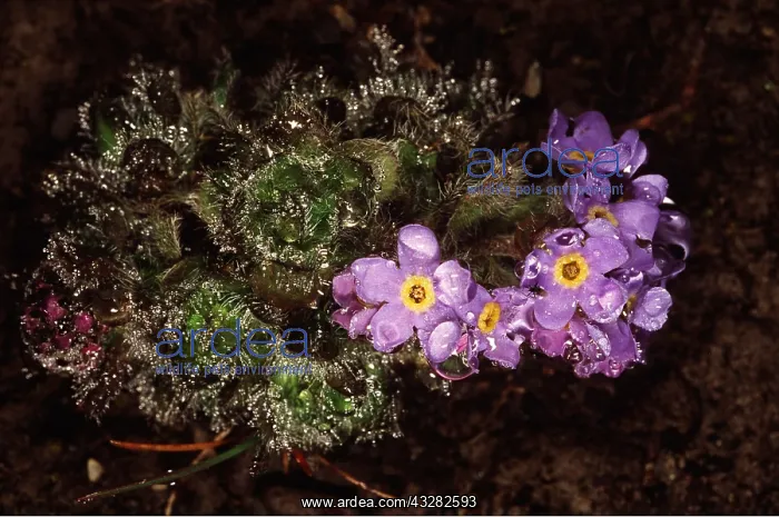 : RUSSIA - TUNDRA FLOWERS : RUSSIA - TUNDRA FLOWERS