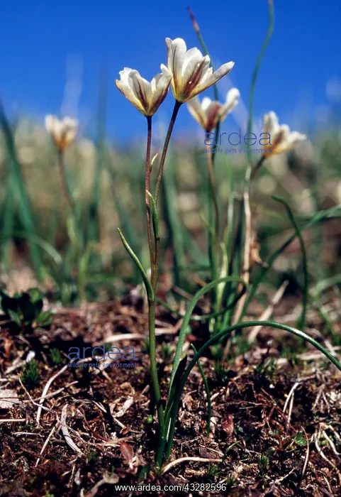 : RUSSIA - Tundra flowers : RUSSIA - Tundra flowers