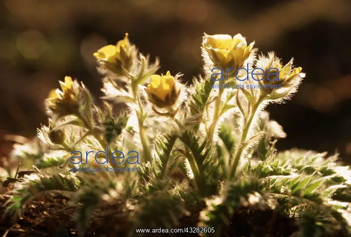: RUSSIA - Tundra flowers : RUSSIA - Tundra flowers
