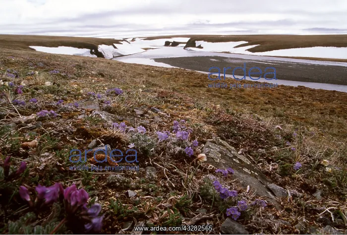 : RUSSIA - Tundra flowers in landscape : RUSSIA - Tundra flowers in landscape