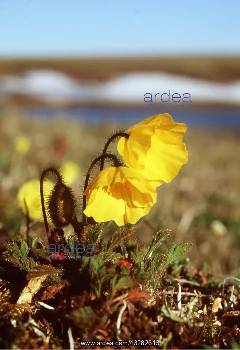 : RUSSIA - Tundra flowers. Polar Poppy : RUSSIA - Tundra flowers. Polar Poppy