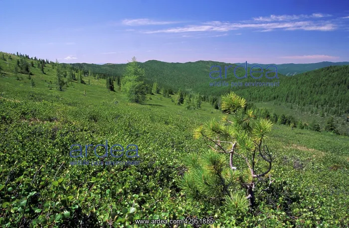  : Russia - tundra and semi-tundra on a mountain plateau