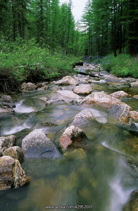 : Russia - a typical small river in taiga-forest : Russia - a typical small river in taiga-forest