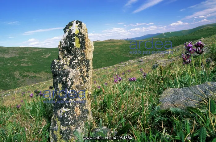 : Russia - view with lichen covered stone : Russia - view with lichen covered stone