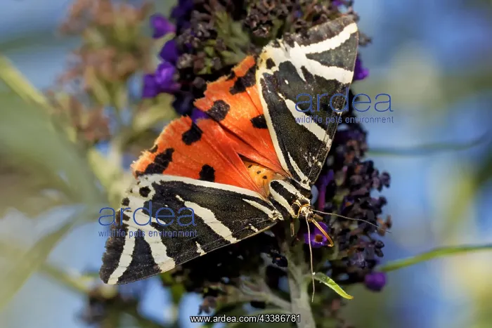 : Russian bear on the butterfly bush : Russian bear on the butterfly bush