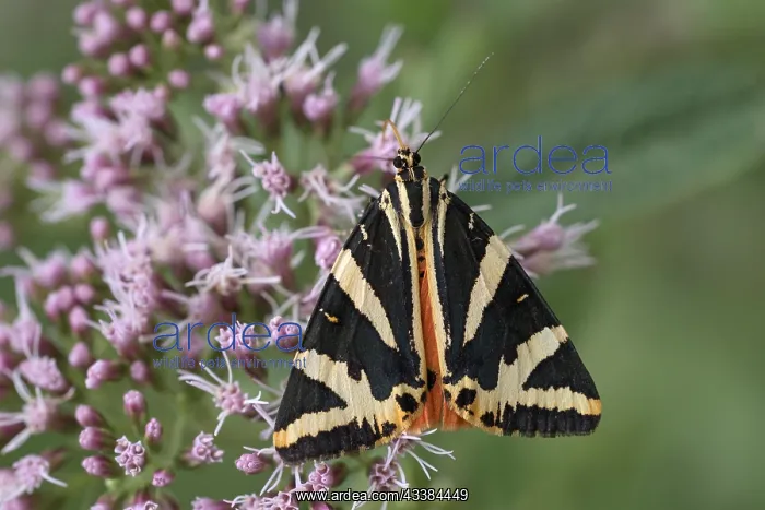  : Russian bear (Euplagia quadripunctaria), Ettenberg