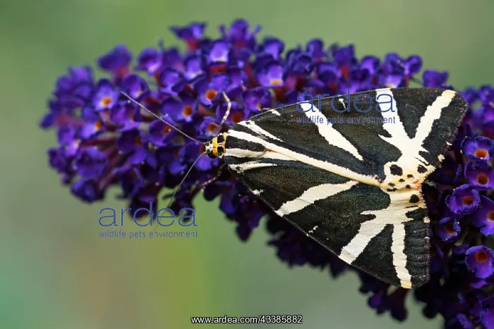 : Russian bear on the summer lilac : Russian bear on the summer lilac