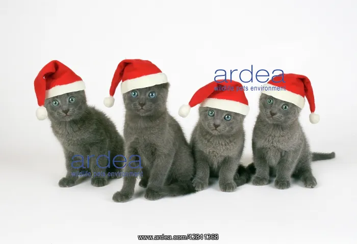 : Russian Blue Cat - 8 week old kittens wearing Christmas hats : Russian Blue Cat - 8 week old kittens wearing Christmas hats