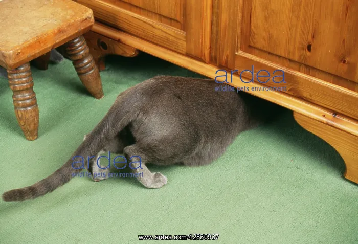  : Russian Blue CAT - under cupboard