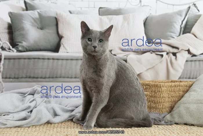 : Russian Blue cat indoors : Russian Blue cat indoors