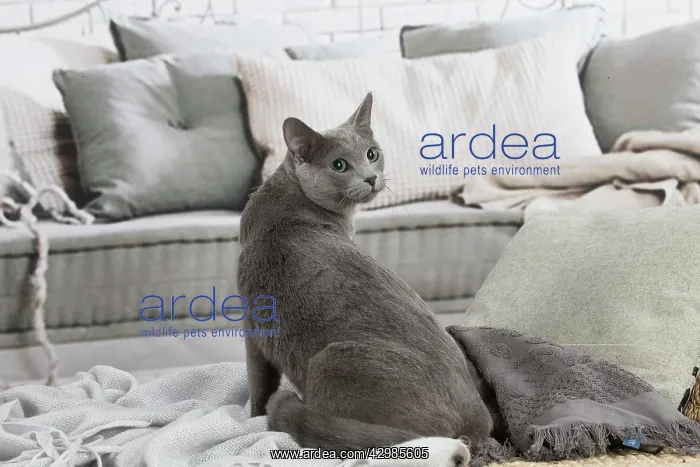 : Russian Blue cat indoors : Russian Blue cat indoors