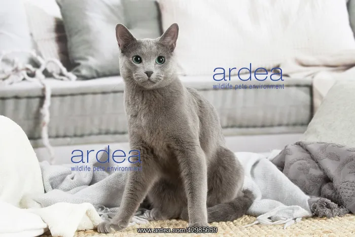 : Russian Blue cat indoors : Russian Blue cat indoors