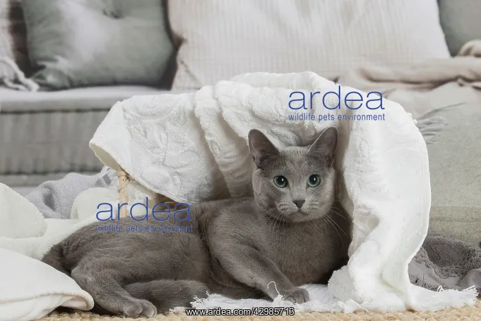 : Russian Blue cat indoors : Russian Blue cat indoors