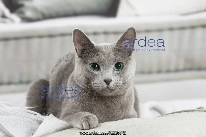 : Russian Blue cat indoors : Russian Blue cat indoors
