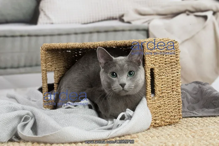 : Russian Blue cat indoors : Russian Blue cat indoors