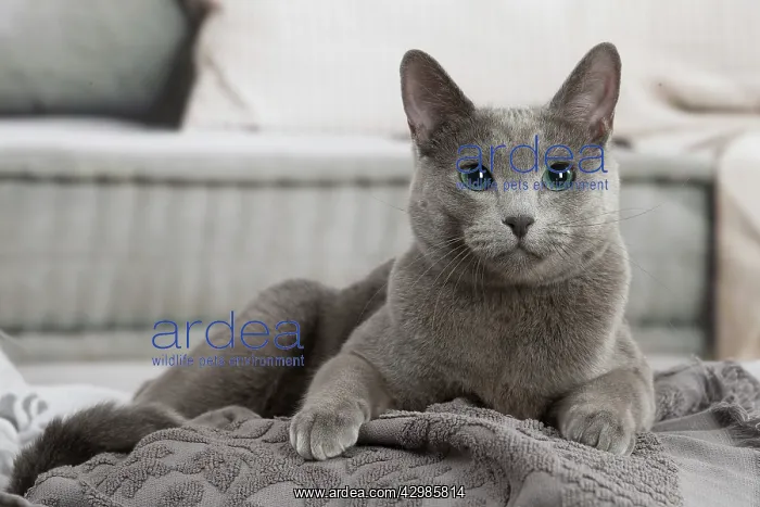 : Russian Blue cat indoors : Russian Blue cat indoors